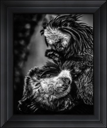 Framed Little Cute Monkeys Black &amp; White Print