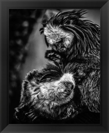 Framed Little Cute Monkeys Black &amp; White Print