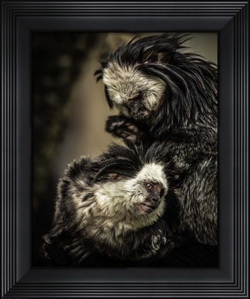 Framed Little Cute Monkeys Print
