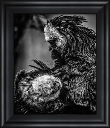 Framed Little Cute Monkeys 2 Black &amp; White Print
