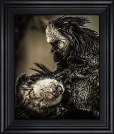 Framed Little Cute Monkeys 2 Print