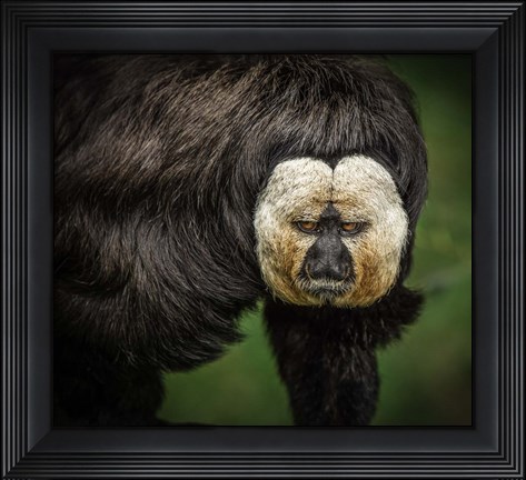 Framed Little Monkey Print