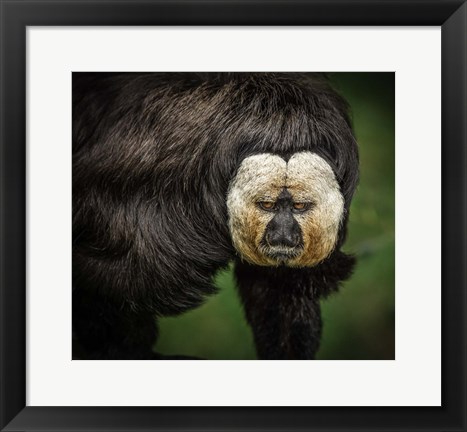 Framed Little Monkey Print