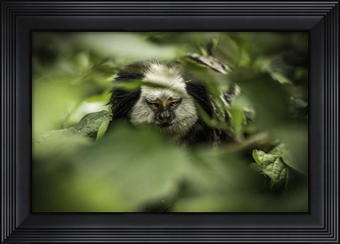 Framed Little Monkey hiding Print