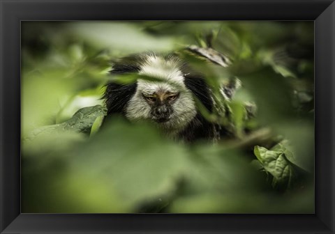 Framed Little Monkey hiding Print