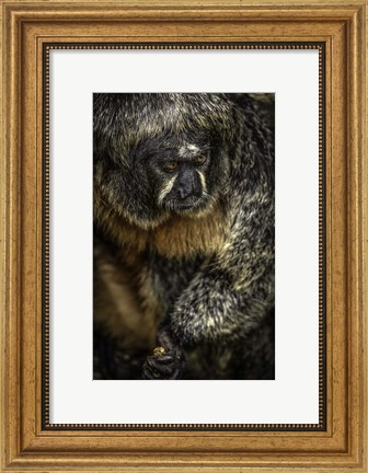 Framed Little Monkey 2 Print