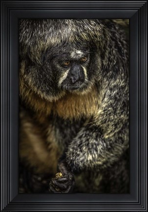 Framed Little Monkey 2 Print