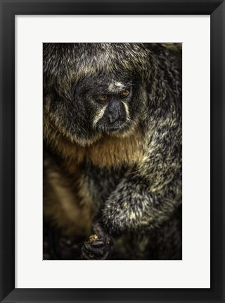 Framed Little Monkey 2 Print