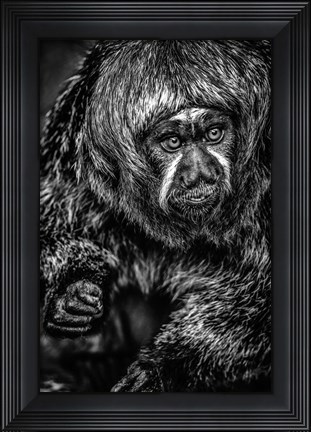 Framed Little Monkey 3 Black &amp; White Print