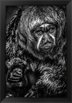 Framed Little Monkey 3 Black &amp; White Print