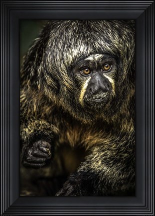 Framed Little Monkey 3 Print