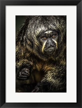 Framed Little Monkey 3 Print