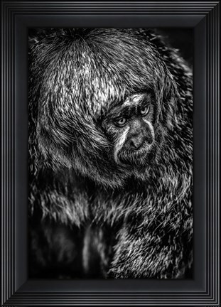 Framed Little Monkey 4 Black &amp; White Print