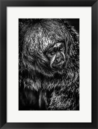 Framed Little Monkey 4 Black &amp; White Print