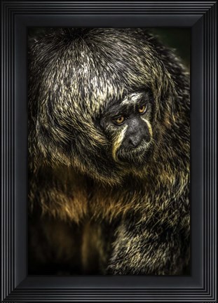 Framed Little Monkey 4 Print