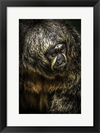 Framed Little Monkey 4 Print