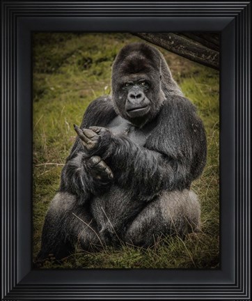 Framed Male Gorilla Black Print