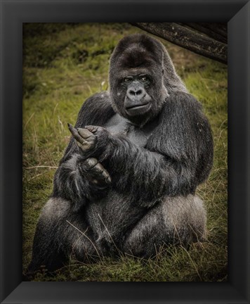 Framed Male Gorilla Black Print