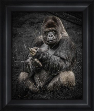 Framed Male Gorilla Print