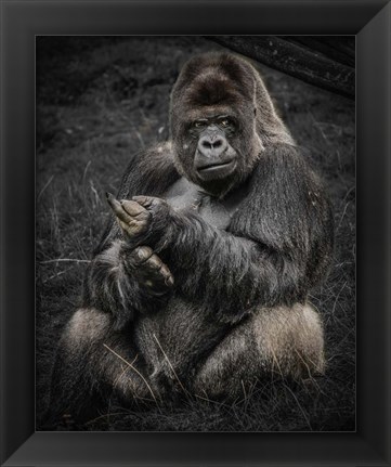 Framed Male Gorilla Print