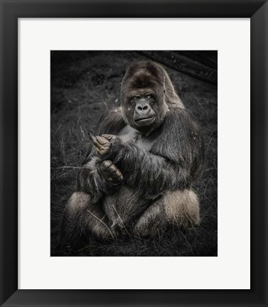 Framed Male Gorilla Print