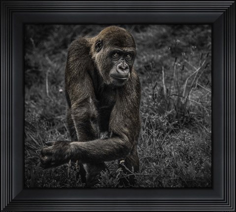 Framed Gorillas Print