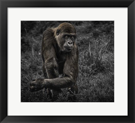 Framed Gorillas Print