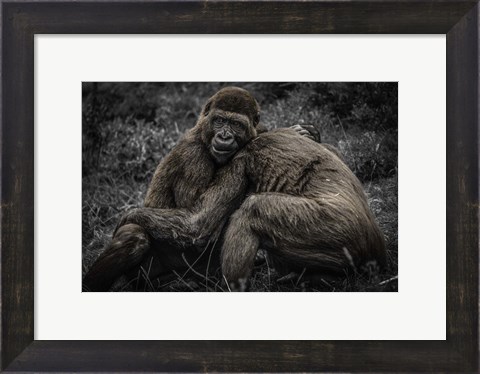 Framed Gorillas 2 Print