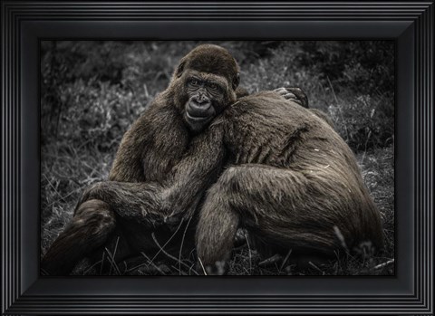 Framed Gorillas 2 Print