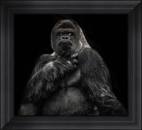 Framed Male Gorilla 2 Black Print