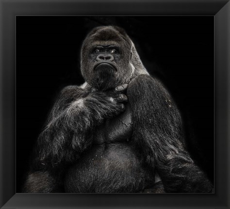 Framed Male Gorilla 2 Black Print