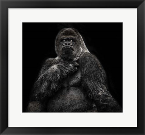 Framed Male Gorilla 2 Black Print