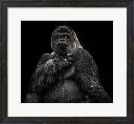 Framed Male Gorilla 2 Black Print