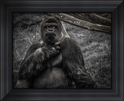 Framed Male Gorilla 2 Black Print