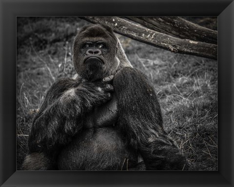 Framed Male Gorilla 2 Black Print