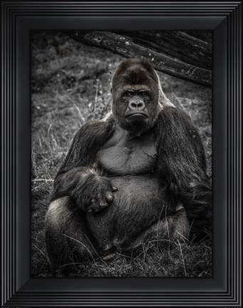Framed Male Gorilla 3 Print