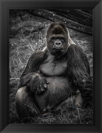 Framed Male Gorilla 3 Print