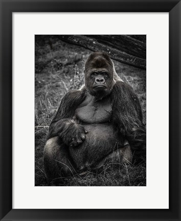 Framed Male Gorilla 3 Print