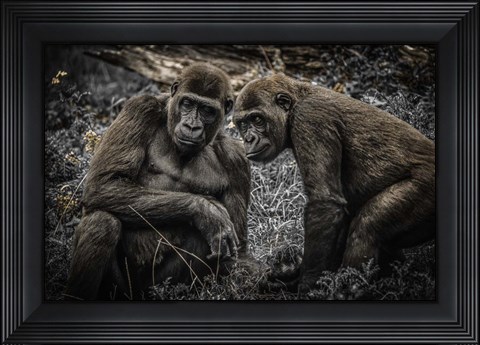 Framed Gorillas 3 Print