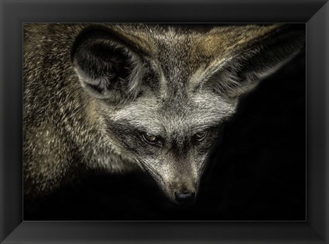 Framed Cute Fox with Big Ears Print