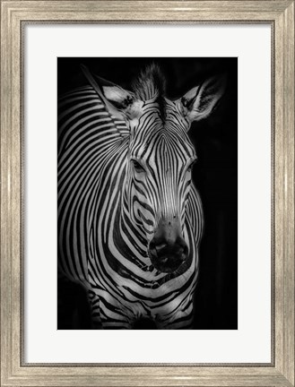 Framed Zebra 3 Black &amp; White Print
