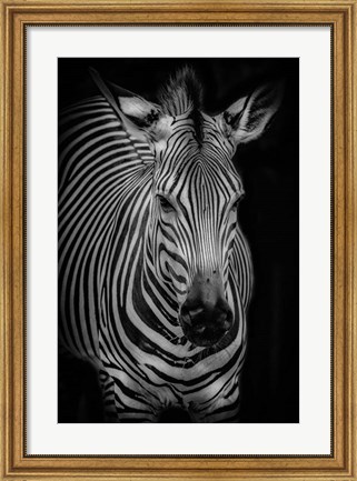 Framed Zebra 3 Black &amp; White Print