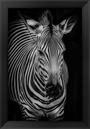 Framed Zebra 3 Black &amp; White Print