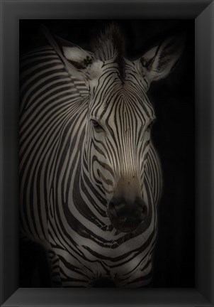 Framed Zebra 3 Print