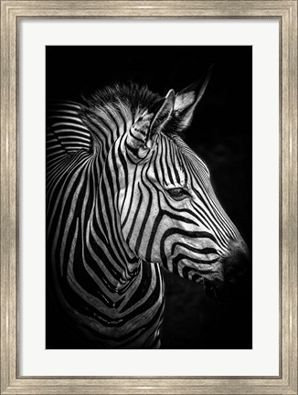 Framed Zebra 4 Black &amp; White Print