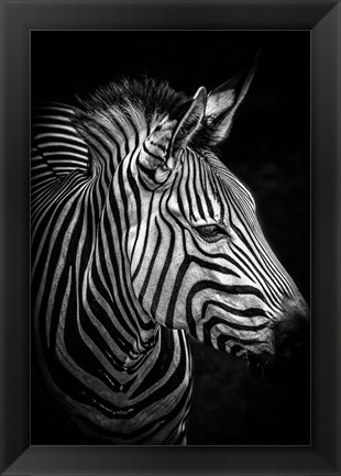 Framed Zebra 4 Black &amp; White Print