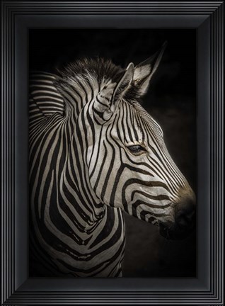 Framed Zebra 4 Print