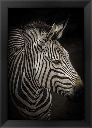 Framed Zebra 4 Print