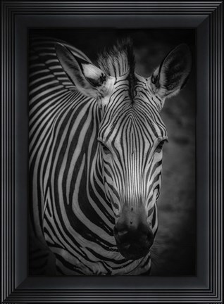 Framed Zebra 5 Black &amp; White Print