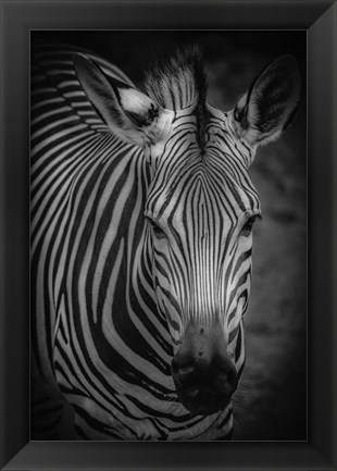 Framed Zebra 5 Black &amp; White Print